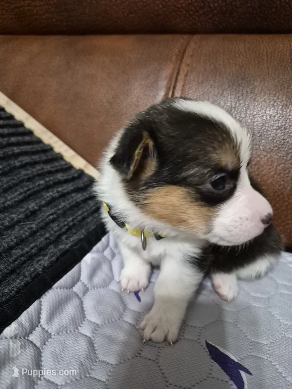 Happy Yellow - AKC – Pembroke Welsh Corgi puppy for sale in Carrollton, TX
