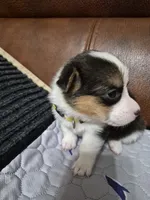 Happy Yellow - AKC, a female Pembroke Welsh Corgi for sale in Carrollton, TX – 1 of 3
