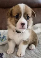 Alpha Beige - AKC, a male Pembroke Welsh Corgi for sale in Carrollton, TX – 2 of 5
