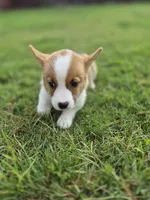 Handsome Blue - AKC, a male Pembroke Welsh Corgi for sale in Carrollton, TX – 3 of 6