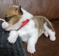 Cool Red - AKC, a female Pembroke Welsh Corgi for sale in Carrollton, TX – 4 of 4