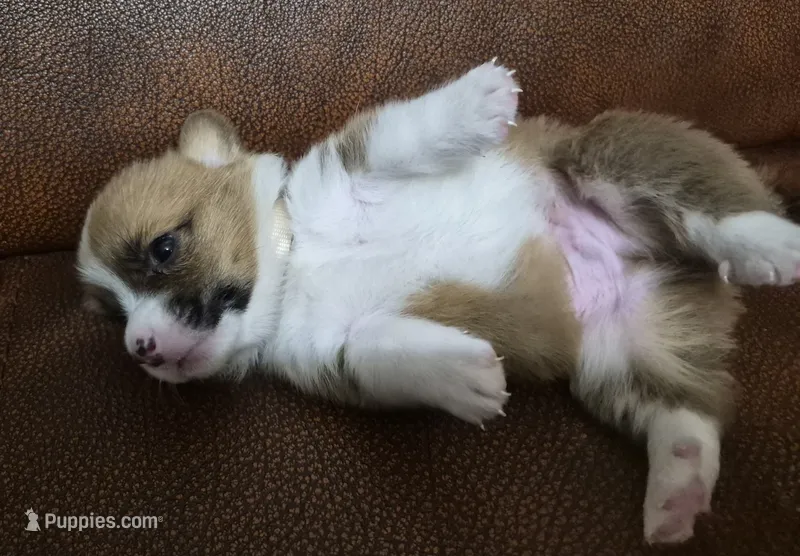 Fortunate Beige - AKC – Pembroke Welsh Corgi puppy for sale in Carrollton, TX