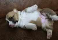 Fortunate Beige - AKC, a female Pembroke Welsh Corgi for sale in Carrollton, TX – 1 of 2