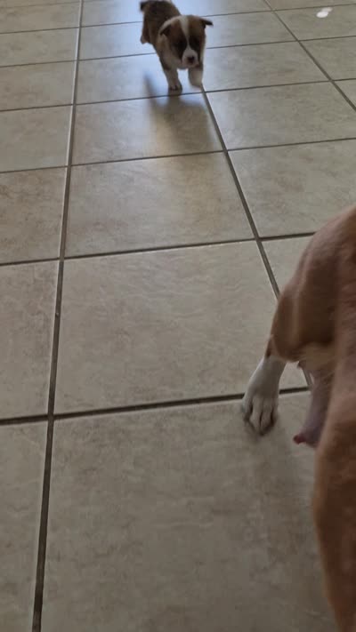 Alpha Beige - AKC, a male Pembroke Welsh Corgi for sale in Carrollton, TX – 5 of 5