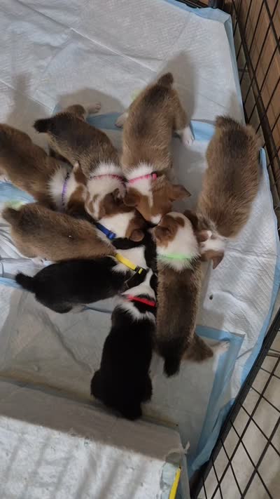 Smile Orange - AKC, a male Pembroke Welsh Corgi for sale in Carrollton, TX – 4 of 4