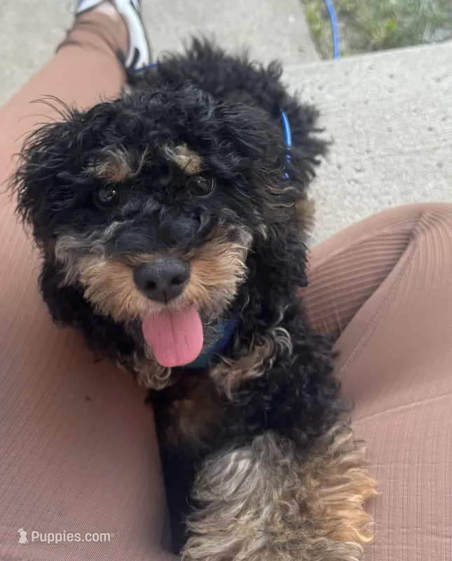 Koda – Cavapoo puppy for sale in Frankfort, KY
