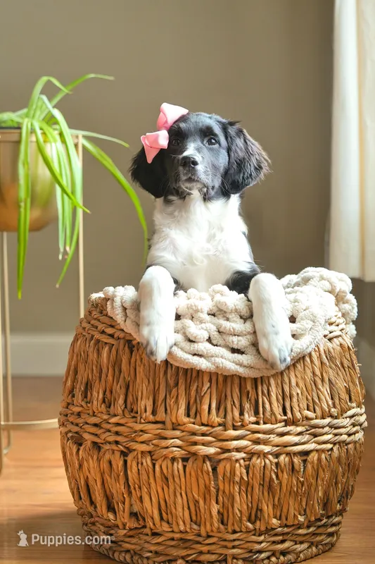 Blessing  – Golden Mountain Doodle puppy for sale in Stevens Point, WI