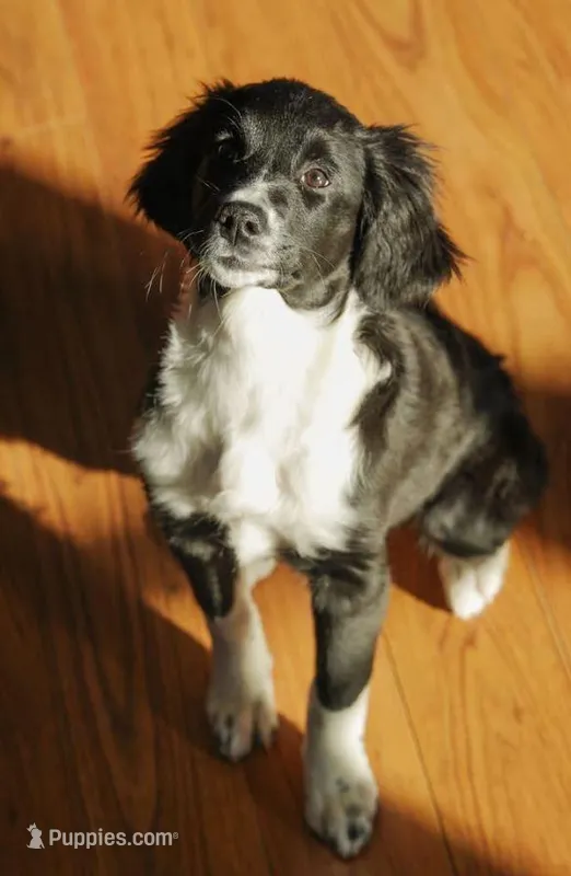 Blessing  – Golden Mountain Doodle puppy for sale in Stevens Point, WI