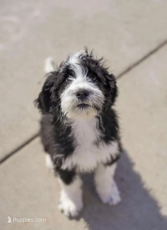 Rafah  – Golden Mountain Doodle puppy for sale in Stevens Point, WI