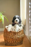 Rafah , a male Golden Mountain Doodle for sale in Stevens Point, WI – Photo 1 of 2