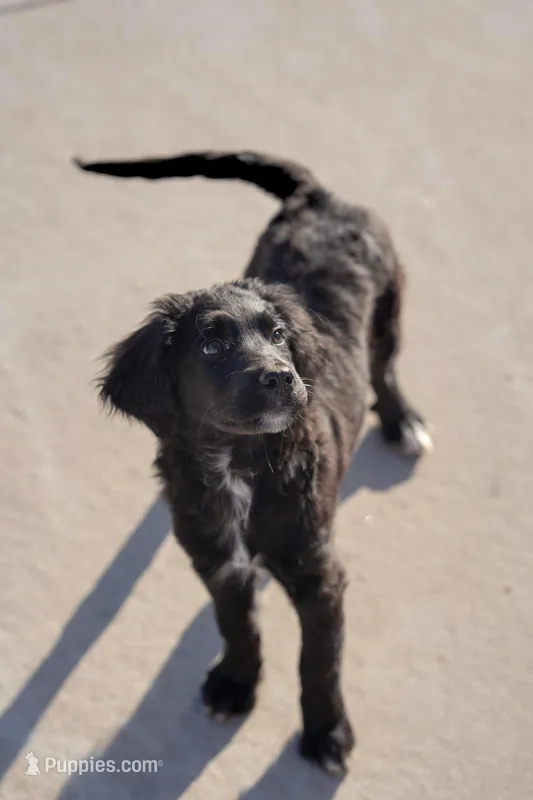 Mercy – Golden Mountain Doodle puppy for sale in Stevens Point, WI