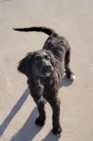 Mercy, a female Golden Mountain Doodle for sale in Stevens Point, WI – Photo 1 of 3