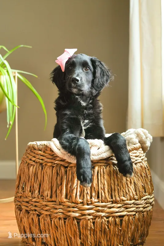 Mercy – Golden Mountain Doodle puppy for sale in Stevens Point, WI