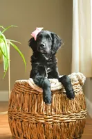 Mercy, a female Golden Mountain Doodle for sale in Stevens Point, WI – Photo 1 of 3