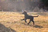 Mercy, a female Golden Mountain Doodle for sale in Stevens Point, WI – Photo 2 of 3