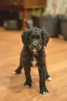 Mercy, a female Golden Mountain Doodle for sale in Stevens Point, WI – Photo 3 of 3