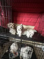 T-Bone , a male Maltese and Mini Yorkshire Aussie for sale in Little Elm, TX – 5 of 7