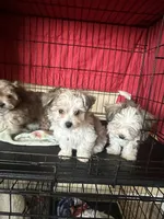 T-Bone , a male Maltese and Mini Yorkshire Aussie for sale in Little Elm, TX – 3 of 7