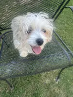 T-Bone , a male Maltese and Mini Yorkshire Aussie for sale in Little Elm, TX – 6 of 7
