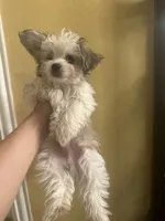 T-Bone , a male Maltese and Mini Yorkshire Aussie for sale in Little Elm, TX – 2 of 7