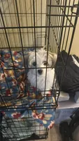 T-Bone , a male Maltese and Mini Yorkshire Aussie for sale in Little Elm, TX – 1 of 7