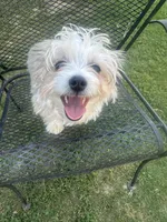 T-Bone , a male Maltese and Mini Yorkshire Aussie for sale in Little Elm, TX – 7 of 7