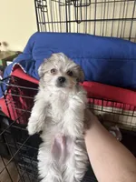 T-Bone , a male Maltese and Mini Yorkshire Aussie for sale in Little Elm, TX – 4 of 7