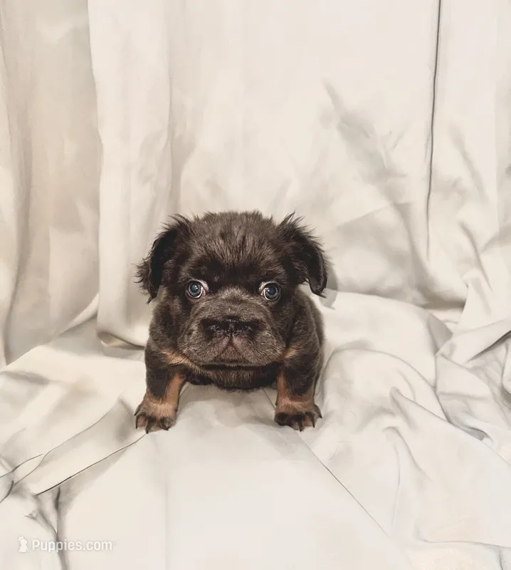 pudding, a female French Bulldog for sale in Jersey City, NJ – 1 of 1