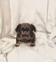 pudding, a female French Bulldog for sale in Jersey City, NJ – 1 of 1