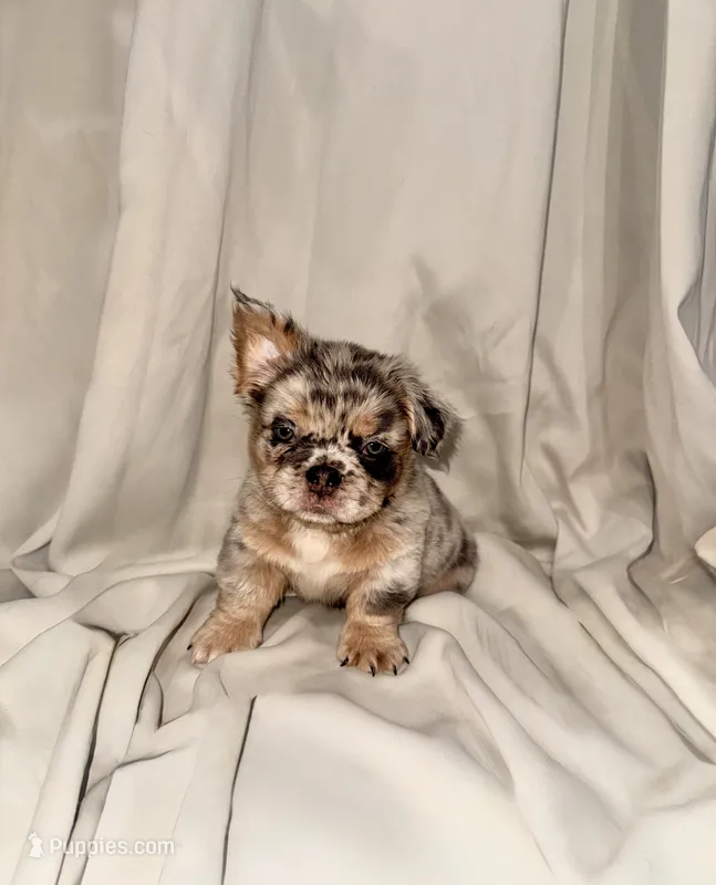 Mamas, a female French Bulldog for sale in Jersey City, NJ – 1 of 1