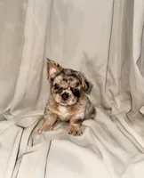 Mamas, a female French Bulldog for sale in Jersey City, NJ – 1 of 1