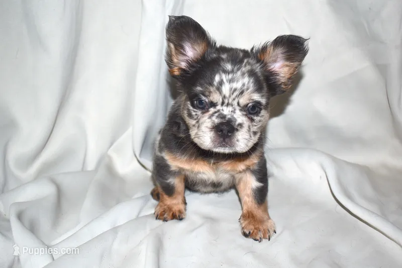 moo-moo, a female French Bulldog for sale in Jersey City, NJ – 1 of 1