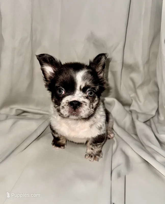 Tink, a female French Bulldog for sale in Jersey City, NJ – 1 of 1