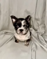 Tink, a female French Bulldog for sale in Jersey City, NJ – 1 of 1
