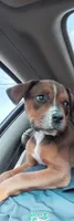 Bell, a female Rottweiler and American Pit Bull Terrier for sale in Raleigh, NC – 8 of 9