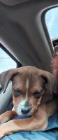 Bell, a female Rottweiler and American Pit Bull Terrier for sale in Raleigh, NC – 6 of 9