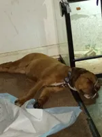 Bell, a female Rottweiler and American Pit Bull Terrier for sale in Raleigh, NC – 4 of 9