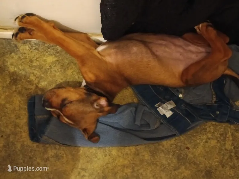 Bell – Rottweiler, American Pit Bull Terrier puppy for sale in Raleigh, NC