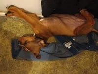 Bell, a female Rottweiler and American Pit Bull Terrier for sale in Raleigh, NC – 1 of 9