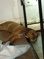Bell, a female Rottweiler and American Pit Bull Terrier for sale in Raleigh, NC – 3 of 9