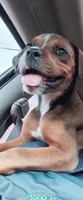 Bell, a female Rottweiler and American Pit Bull Terrier for sale in Raleigh, NC – 7 of 9