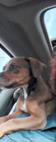 Bell, a female Rottweiler and American Pit Bull Terrier for sale in Raleigh, NC – 9 of 9