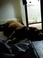 Bell, a female Rottweiler and American Pit Bull Terrier for sale in Raleigh, NC – 2 of 9