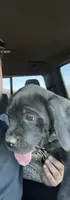 Luna , a female Cane Corso for sale in Bakersfield, CA – 2 of 3