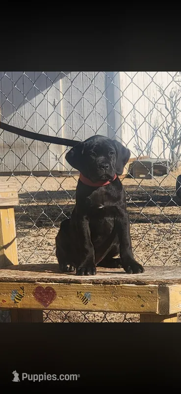 Luna  – Cane Corso puppy for sale in Bakersfield, CA