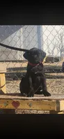 Luna , a female Cane Corso for sale in Bakersfield, CA – 1 of 3