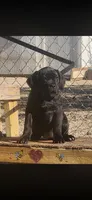 Luna , a female Cane Corso for sale in Bakersfield, CA – 3 of 3