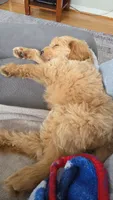 Leo miniature Goldendoodle , a male Goldendoodle for sale in Roanoke, VA – 4 of 8