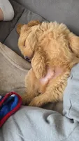 Leo miniature Goldendoodle , a male Goldendoodle for sale in Roanoke, VA – 5 of 8