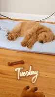 Leo miniature Goldendoodle , a male Goldendoodle for sale in Roanoke, VA – 2 of 8